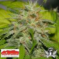 Alpine Seeds Victory Kush